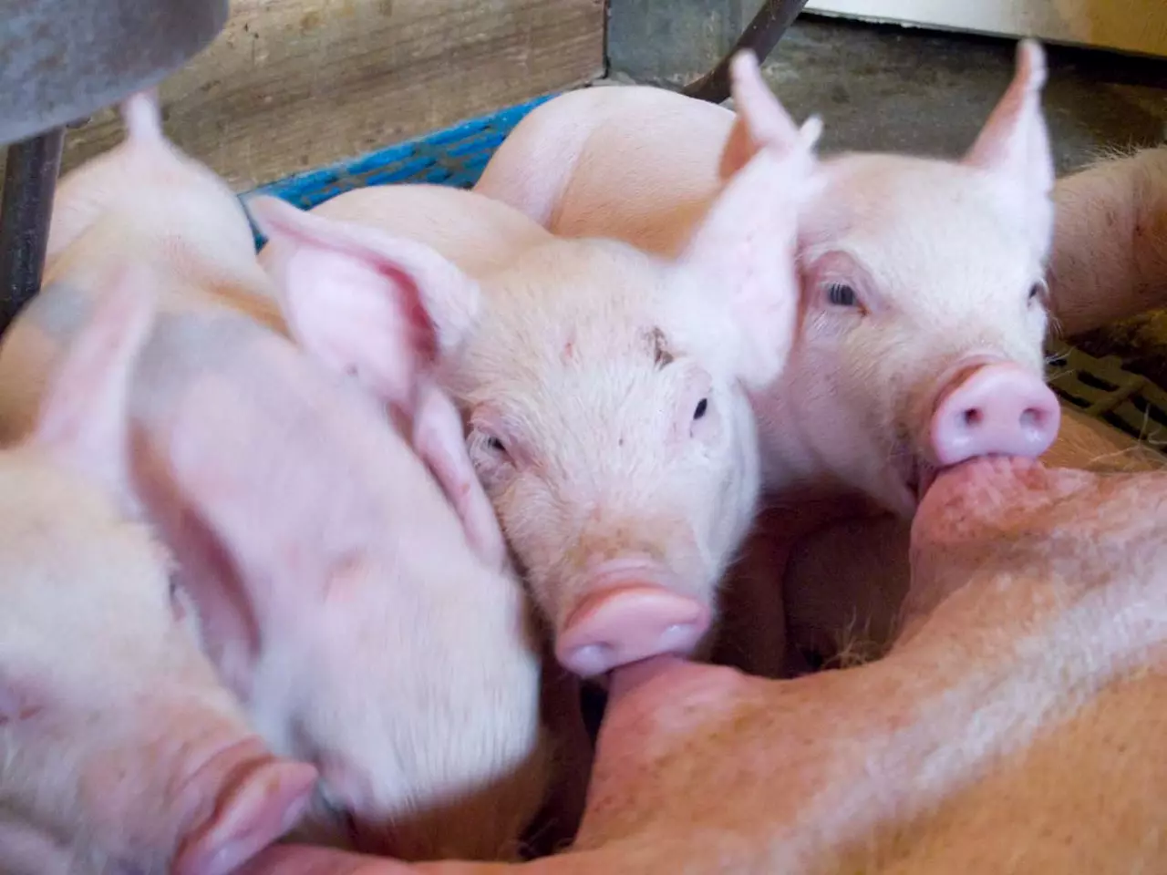 Nutrição equilibrada e boa genética pautam o sucesso na produção de suínos